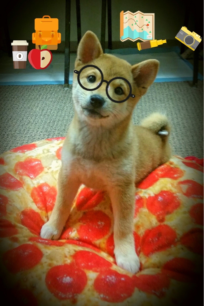 冰岛硬仗取胜澳大利亚,基耶萨在世界排名争夺战接管比赛